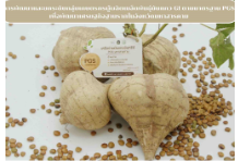 โครงการพัฒนาและยกระดับกลุ่มเกษตรกรผลิตเมล็ดพันธุ์มันแกว GI ตามมาตรฐาน PGS เพื่อพัฒนาเศรษฐกิจฐานรากในจังหวัดมหาสารคาม